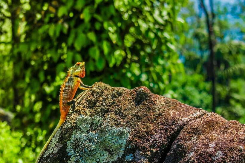 8-Day Sri Lanka Private Round Tour Hotels, Meals, Car, Guide - Day 8: Back to Colombo with one last city stop before your flight