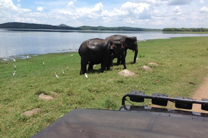 Day Tour from kandy to Sigiriya, Dambulla & National Park safari. - Price and Logistics: What $55 Covers, What Costs Extra