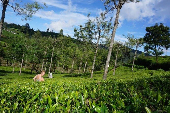 Day Tour of Nuwara Eliya - Who this tour suits best