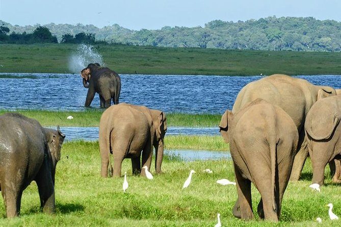 Day tour to Minneriya National Park,Sigiriya & Dambulla from Kandy - Key things that make this day trip worth your time