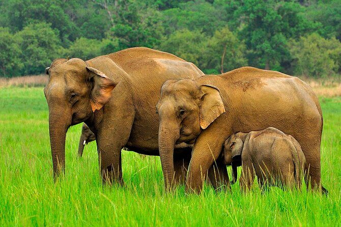 Day tour to Minneriya National Park,Sigiriya & Dambulla from Kandy - How the Kandy-to-triangle schedule actually feels