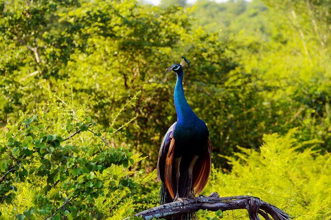 Day tour to Minneriya National Park,Sigiriya & Dambulla from Kandy - Minneriya National Park safari: elephants are the main event