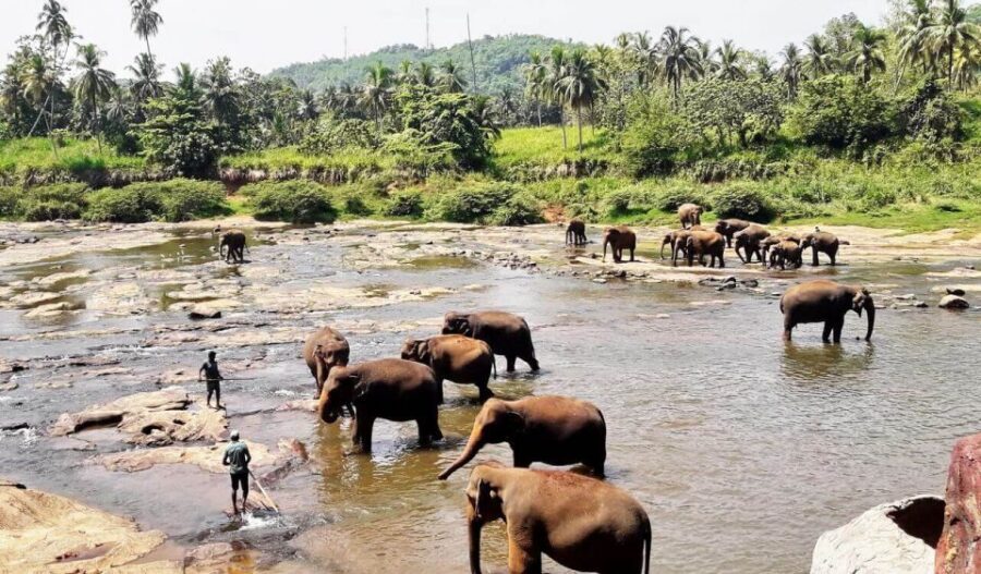From Colombo: Kandy Full-Day Trip - The Real Cost: $50 Is the Start, Not the Whole Budget