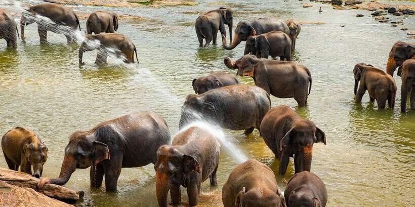 From Colombo: Kandy Full-Day Trip - Kandy Lake and City Viewpoints: Quick Frames, Real Atmosphere