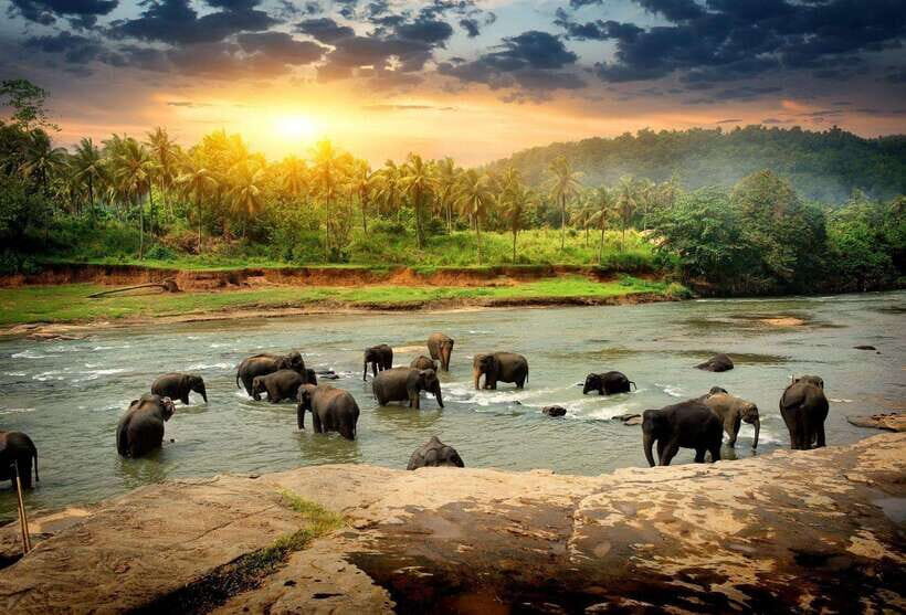 From Colombo: Kandy, Pinnawala and Tea Factory Full-Day Trip - Key things to know before you go