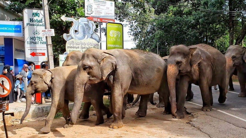 From Colombo: Kandy, Pinnawala and Tea Factory Full-Day Trip - Mawanella spice garden lesson: a short stop that makes the rest click