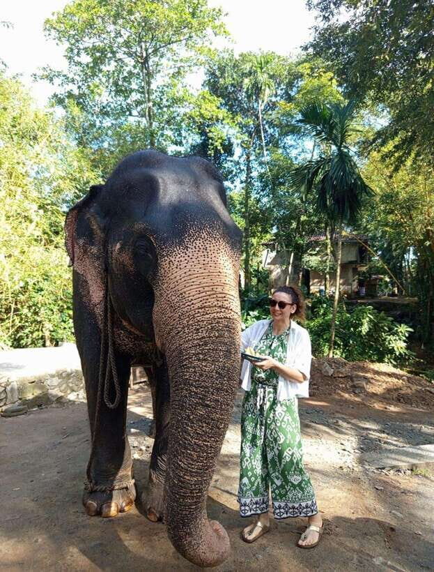 From Colombo or Negombo: Pinnawala, Kandy & Tea Factory Tour - Key highlights that make this day trip work