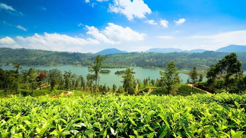 From Kandy: Ella Drop Tour via Nuwara Eliya - Kandy to Ella, with Nuwara Eliya as the best “pause”