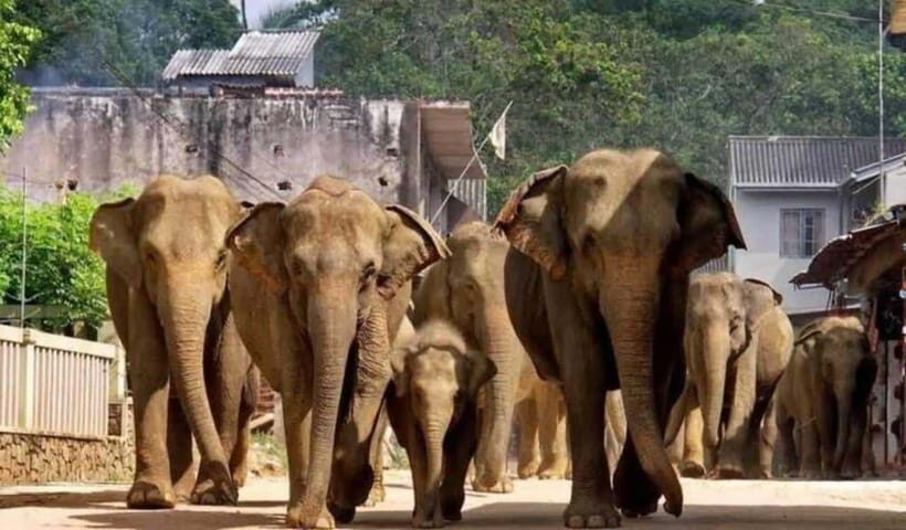 From Kandy: Kandy To Pinnawala Day Tour by Tuk Tuk - Pinnawala itself: what the guided visit helps you understand