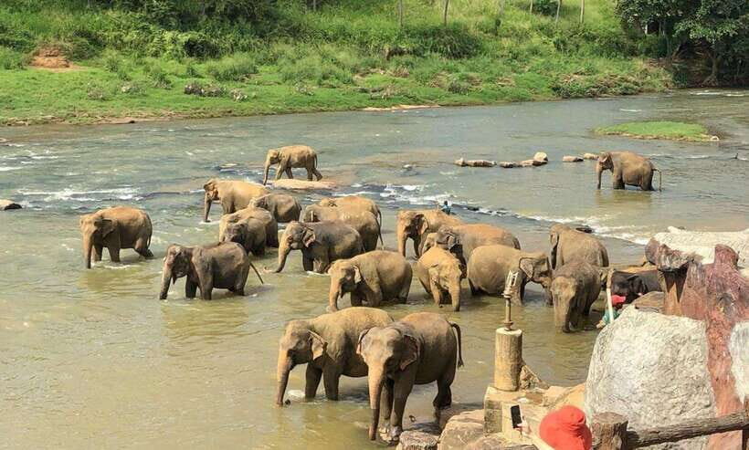 From Kandy: Kandy To Pinnawala Day Tour by Tuk Tuk - Temple of the Sacred Tooth Relic: a major stop, with a practical visiting mindset
