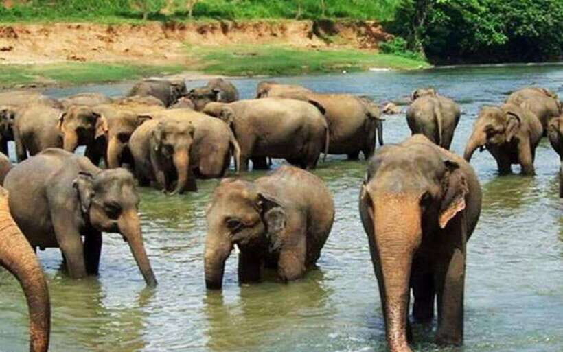 From Kandy: Kandy To Pinnawala Day Tour by Tuk Tuk - Guide quality matters: why Roshan is a big deal on this tour