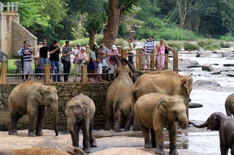 From Kandy: Kandy To Pinnawala Day Tour by Tuk Tuk - Elephant Orphanage timing: how to line up with feeding and river routines