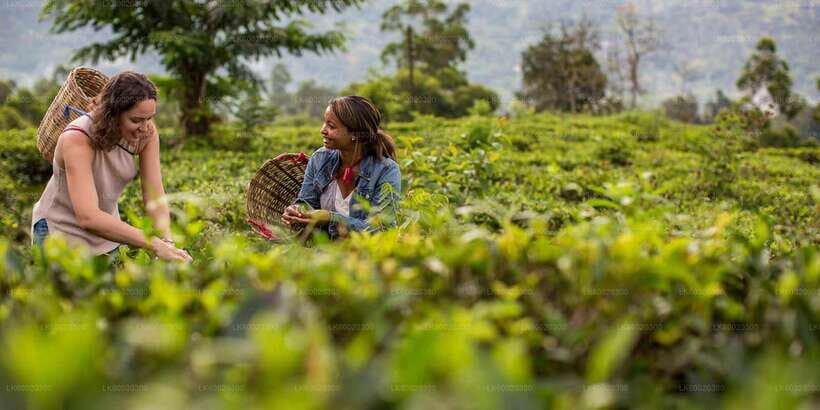 From Kandy: Nuwara Eliya by Train - Morning pickup and station transfer: don’t treat the start like “just logistics”