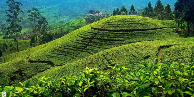 From Kandy To Nuwara Eliya Drop Tour - Private Tour - From Kandy to Nuwara Eliya: You’re Trading Heat for a Cooler World