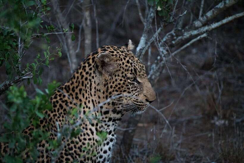 From Kandy: Wilpattu National Park Safari with Hotel Pickup - Key Things You’ll Notice on This Wilpattu Safari