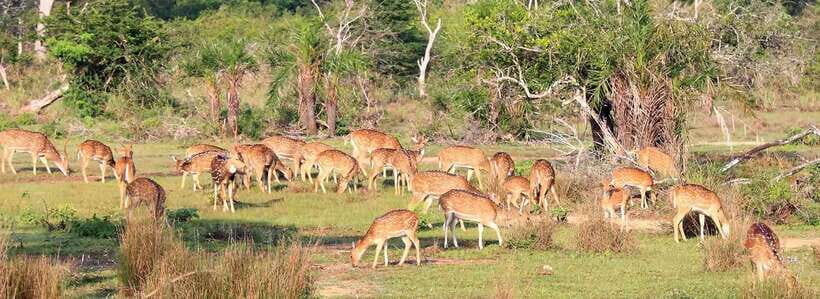 From Kandy: Wilpattu National Park Safari with Hotel Pickup - Why a Wilpattu Safari from Kandy Works as a One-Day Trip