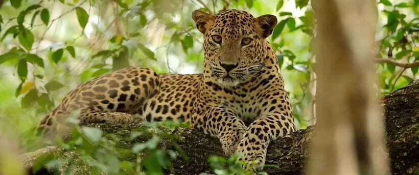 From Kandy: Wilpattu National Park Safari with Hotel Pickup - Entering Wilpattu: How the Guide Shapes Your Game Drive