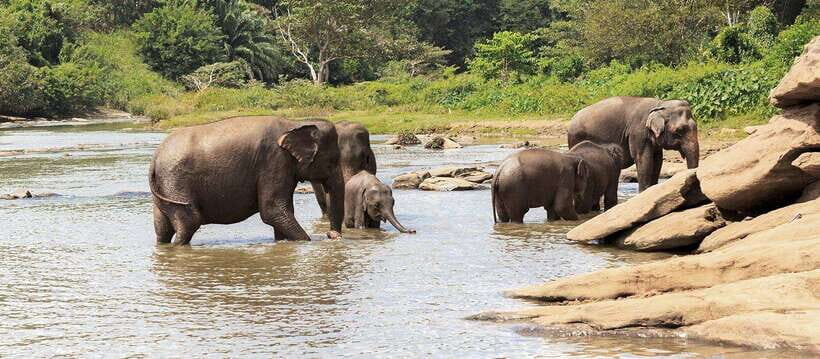 From Kandy: Wilpattu National Park Safari with Hotel Pickup - Villus Lakes: The Park Feature That Changes Everything