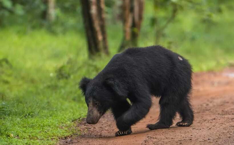 From Kandy: Wilpattu National Park Safari with Hotel Pickup - Photo Stops, Terrain Shifts, and Why the Day Feels Full