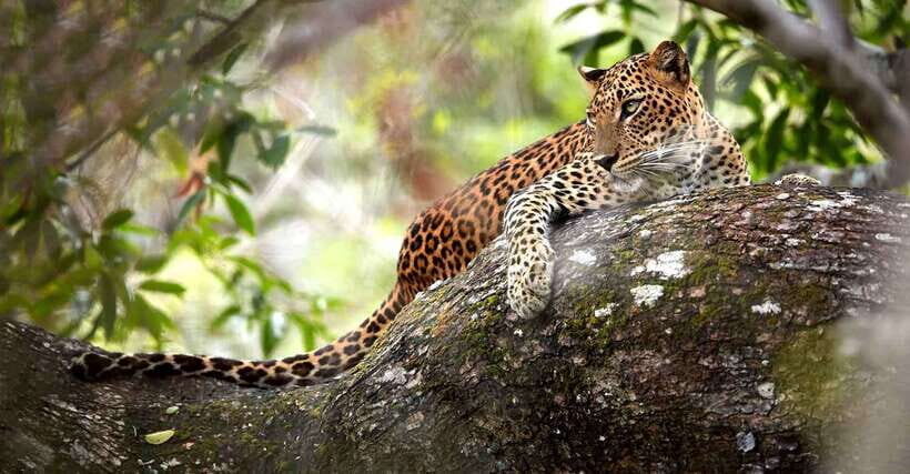 From Kandy: Wilpattu National Park Safari with Hotel Pickup - Timing, Lunch, and the Real-Life Comfort Factors