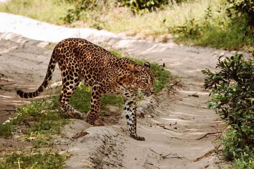 From Kandy: Wilpattu National Park Safari with Hotel Pickup - Price and Value: Is $98 Worth It?