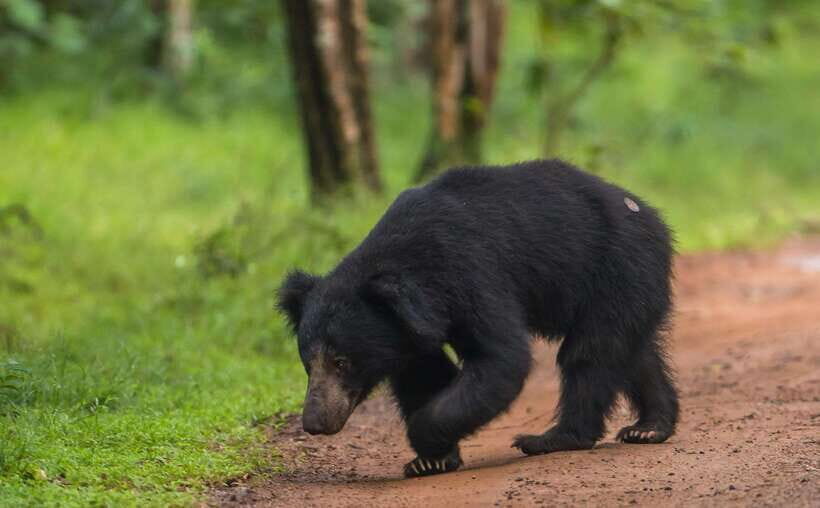 From Kandy: Wilpattu National Park Safari with Hotel Pickup - Kandy to Wilpattu: The Drive Part You’ll Actually Appreciate