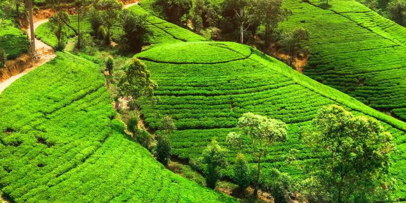 From west coast: Kandy, Tooth temple, Botanical & Tea garden - Why this one-day Kandy circuit works from the west coast