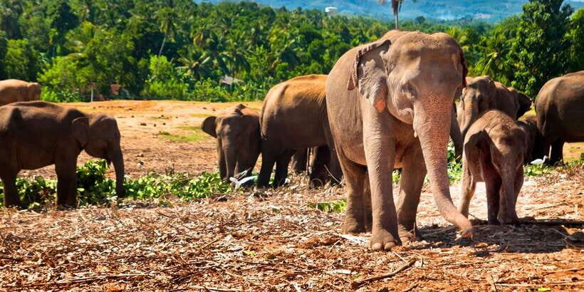 From west coast: Kandy, Tooth temple, Botanical & Tea garden - Kandy’s Temple of the Sacred Tooth Relic: what to see and how to prepare