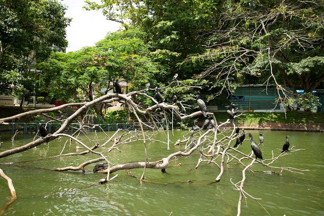 Kandy City Day Tour with a verified tour guide - Kandy Lake: a free pause near the main sacred site