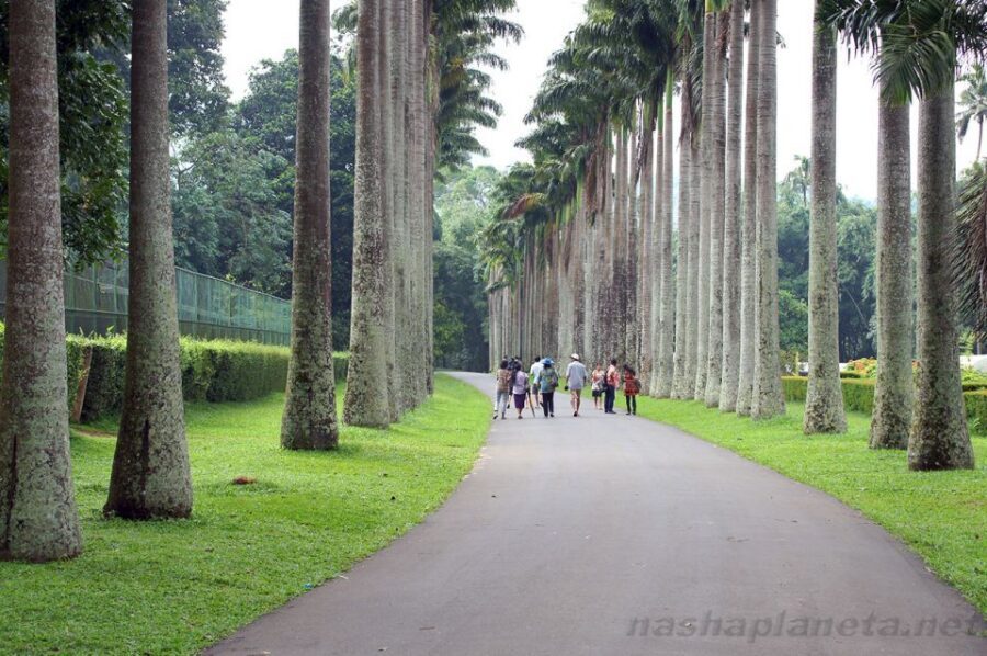 Kandy City Explore Full Day Tour , Like a Local - Wood carving family house and the gems museum: shop with your eyes open