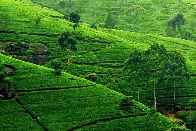 Kandy City Tour - Kandy Market Hall: the best place to spot everyday Sri Lanka