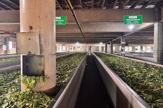 Kandy City Tour By Best Guide Lanka Tours - Stop 4: New Giragama Tea factory—Ceylon tea in real life