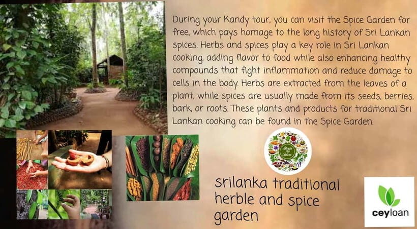 Kandy: City Tour with Temple of the Tooth & Tea Garden - Tea garden tasting and hilltop sunset: what “Sri Lankan tea” actually means