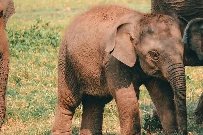 Kandy - Minneriya National park & Sigiriya Rock Fortress - Private Transport - The Ayurvedic Village Visit: Local Life in an Hour