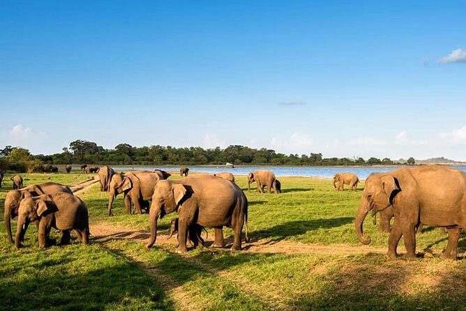 Kandy - Minneriya National park & Sigiriya Rock Fortress - Private Transport - Sigiriya Rock Fortress: The Other Half of the Day’s Big Name