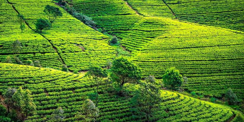 Kandy: Nuwara Eliya Day Trip - The Tea Factory and Plantation: Where the Tour Gets Serious (In a Good Way)