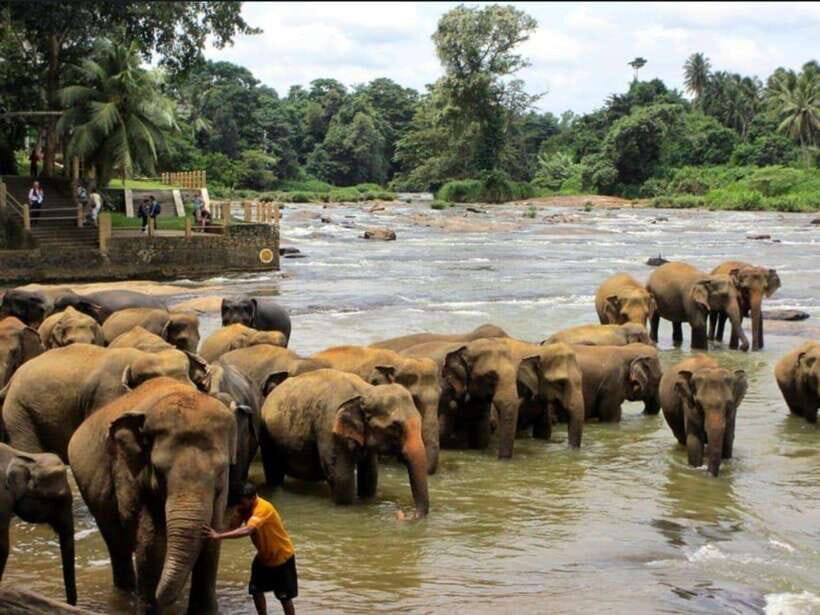 Kandy : Pinnawala Day Tour with Top Rated Local Guide - Kandy to Pinnawala: how the day is paced