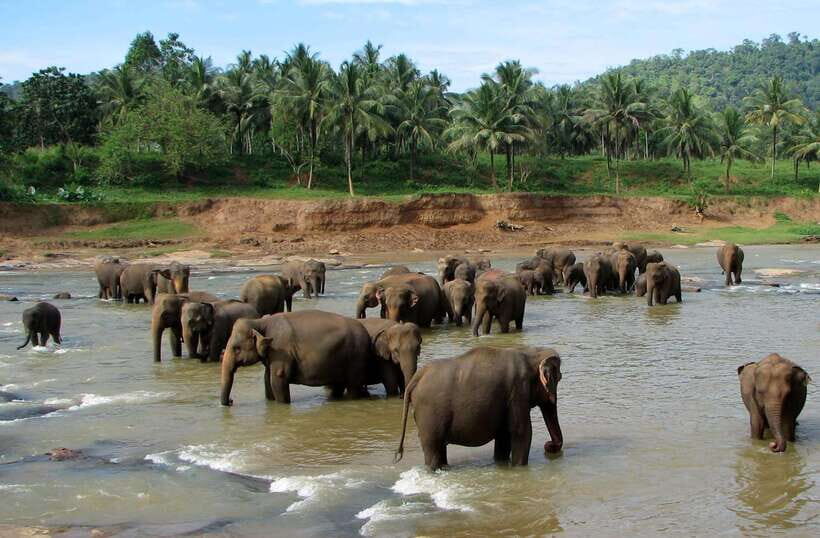 Kandy : Pinnawala Day Tour with Top Rated Local Guide - Giragama tea factory stop: what you get for free