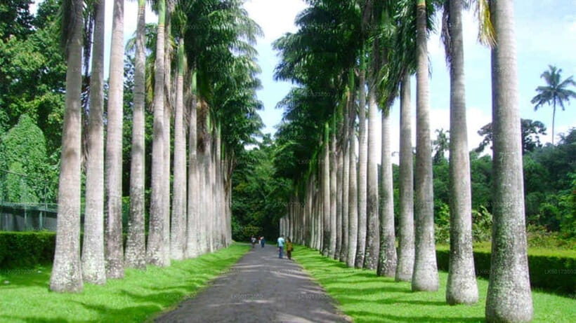 Kandy : Pinnawala Day Tour with Top Rated Local Guide - Optional paid Kandy sights: temple, dance, and a timing game
