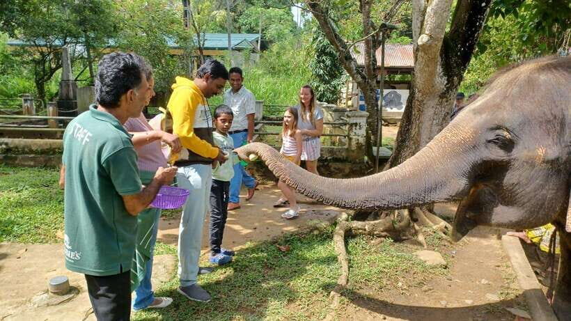 Kandy & Pinnawala & Tea Factory Full Day Tour From Negombo - Pinnawala Millennium Elephant Foundation: The Stop You’ll Remember