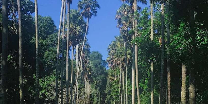 Kandy: Private Guided City Tours by Tuk Tuk Sightseeing Tour - Kandy wood crafting and the gem museum contrast