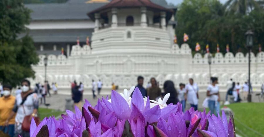 Kandy privet day tour with pinnawala and Tea plantation - Bahirawakanda Temple, Kandy Lake, and the cultural finish