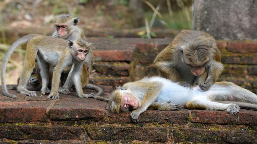 Kandy: Sigiriya Fortress & Cave Temple Full Day Private Tour - Lunch at the Tropical Village Hotel: included food, pay attention to drinks