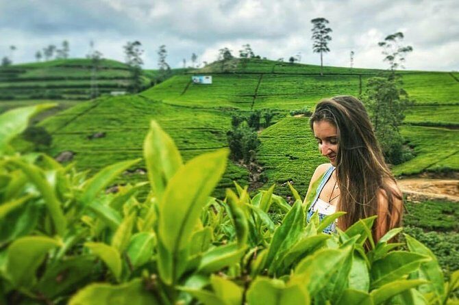 Kandy to Nuwara Eliya Day Tour - Pickup, timing, and how the day runs from Kandy