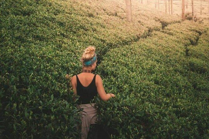 Kandy to Nuwara Eliya Day Tour - Gregory Lake in Nuwara Eliya: where the day slows down