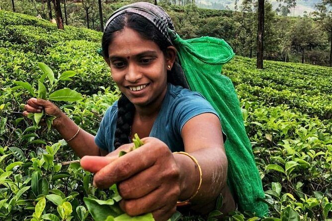 Kandy to Nuwara Eliya Day Tour - Who this tour suits best (and who should skip it)