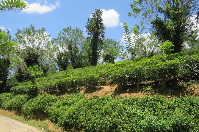 Kandy to Nuwara Eliya Day Trip – Little England & Tea Country - Kandy Pickup and the Private-Drive Advantage to Nuwara Eliya
