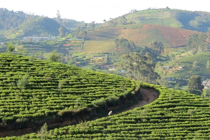 Kandy to Nuwara Eliya Day Trip – Little England & Tea Country - Nuwara Eliya Racecourse: A British-Era Detour That’s Worth 1 Look