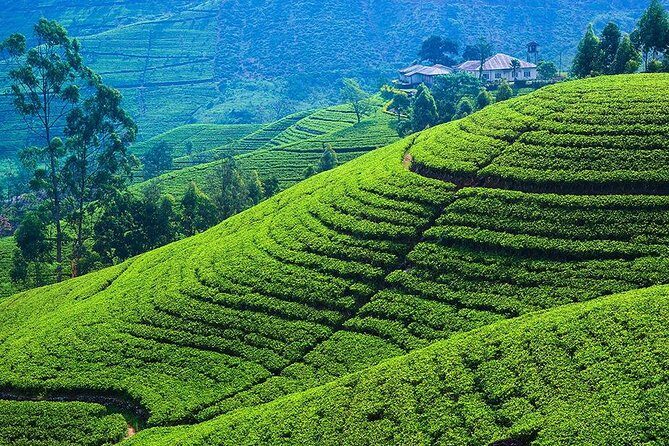Kandy to Nuwara Eliya Private Day Tour - Gregory Lake for a Calm Break Between Tea and Water