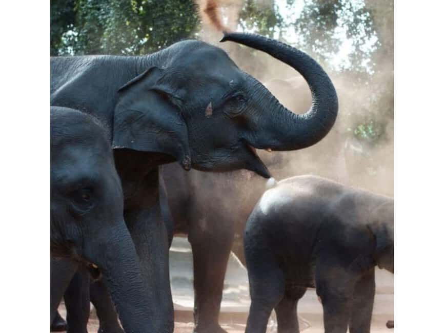 Kandy to Pinnawala Orphanage and Ambuluwawa Guided Day Tours - Key highlights worth getting excited about